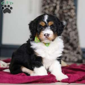 Denver, Mini Bernedoodle Puppy